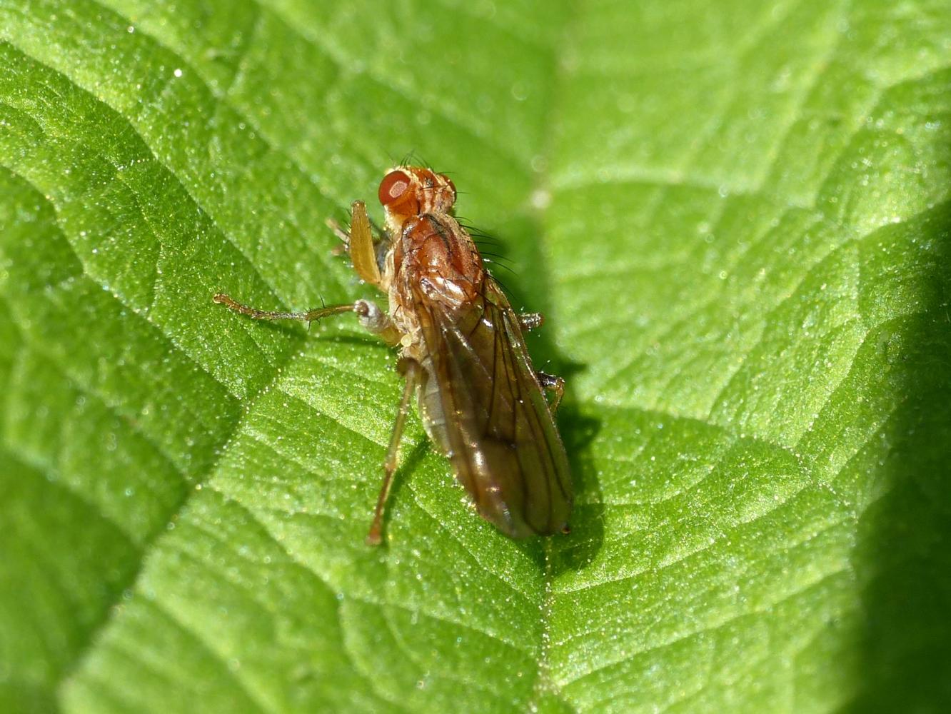 Norellisoma sp. (Scathophagidae)